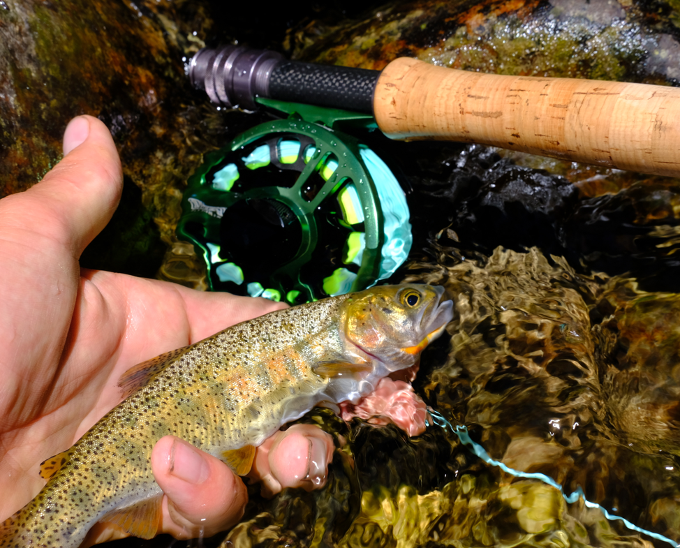 Trout Research with Friends of the Teton River