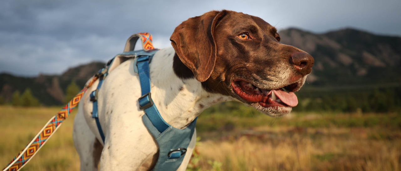 Dog on a leash with mountains in the background wearing wingo outdoors monty dog harness in blue and wingo mosaic goose active lease