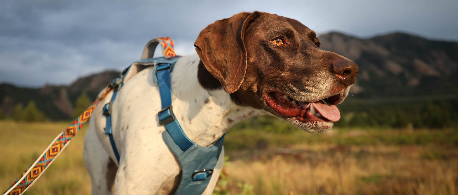 Dog on a leash with mountains in the background wearing wingo outdoors monty dog harness in blue and wingo mosaic goose active lease