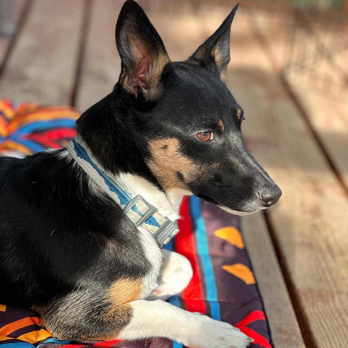 Small black-and-tan dog lying on a colorful patterned mat on a wooden deck, looking to the side.