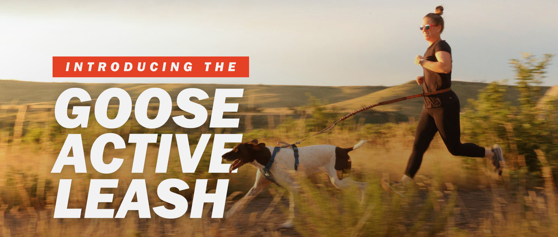 The text "Introducing the Goose Active Leash" overlaid a woman running with a white and brown pointer through a field with the Wingo Goose Active Leash and Monty Dog Harness