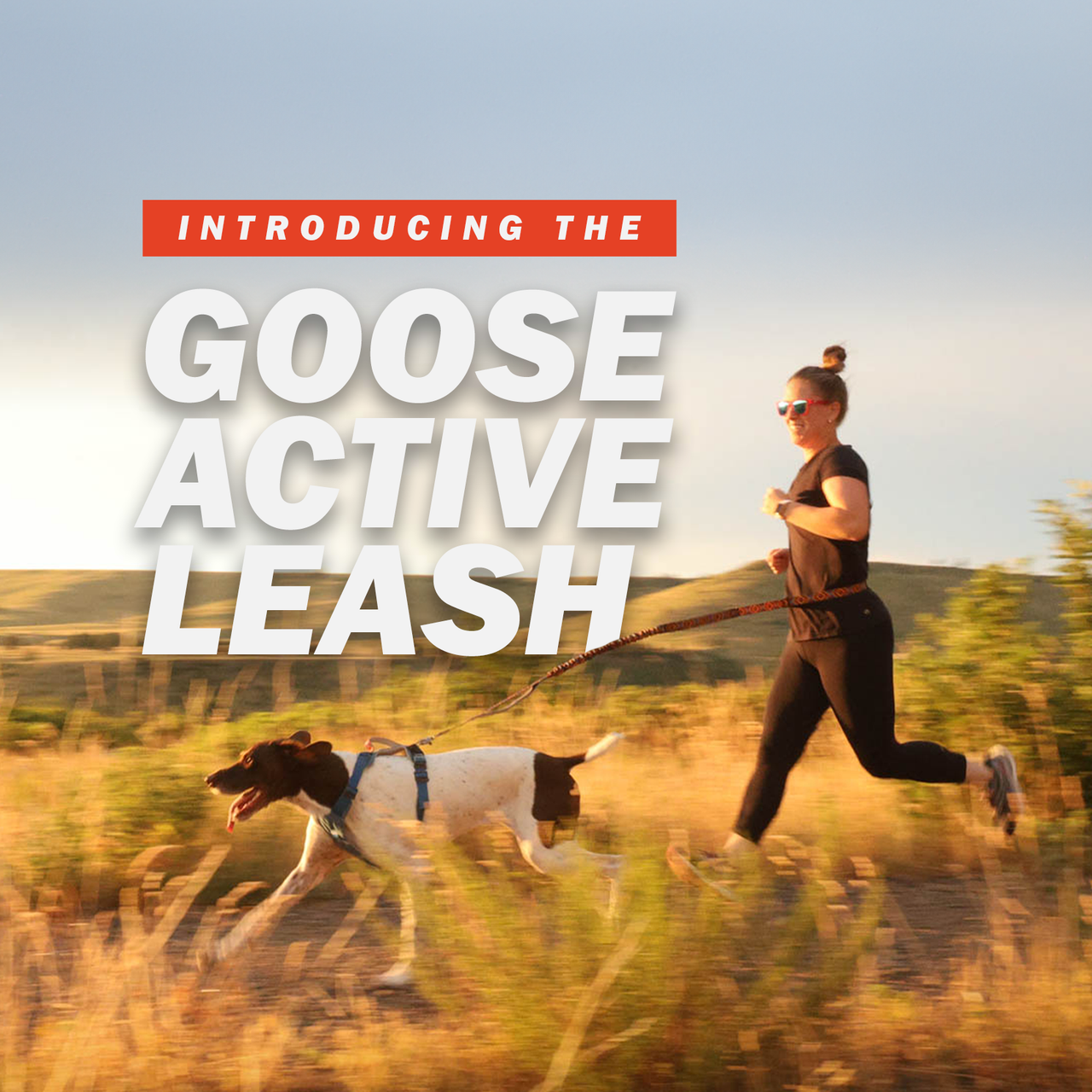 The text "Introducing the Goose Active Leash" overlaid a woman running with a white and brown pointer through a field with the Wingo Goose Active Leash and Monty Dog Harness